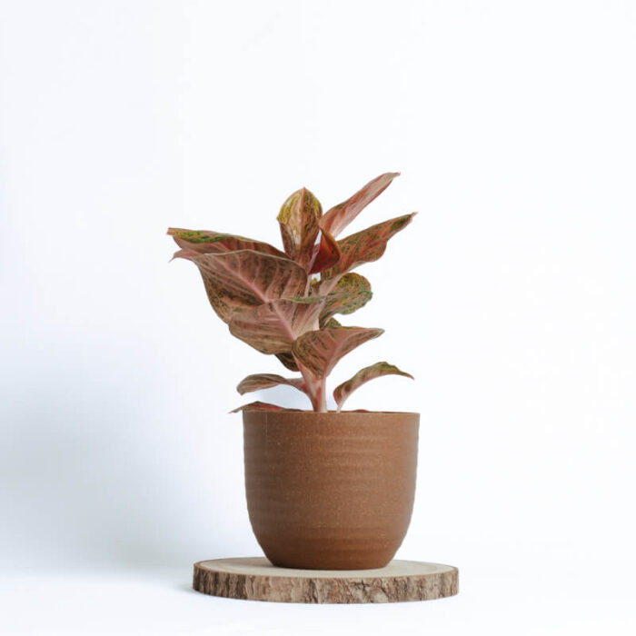 PLANTS- SET-01 001 DSCF4378 PLANTS- SET-01 001 DSCF4378