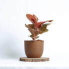 PLANTS- SET-01 002 DSCF4380