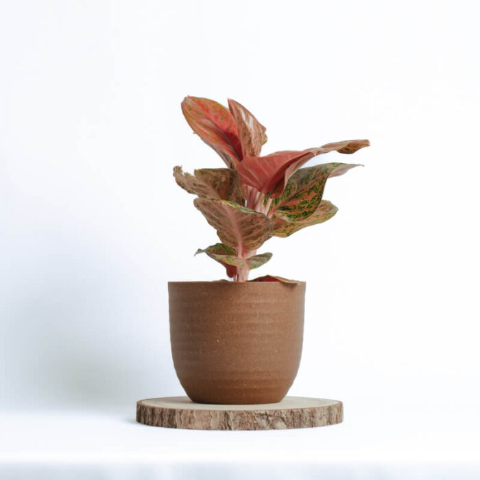 PLANTS- SET-01 002 DSCF4380 PLANTS- SET-01 002 DSCF4380