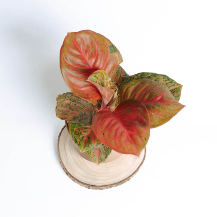 PLANTS- SET-01 003 DSCF4389 PLANTS- SET-01 003 DSCF4389