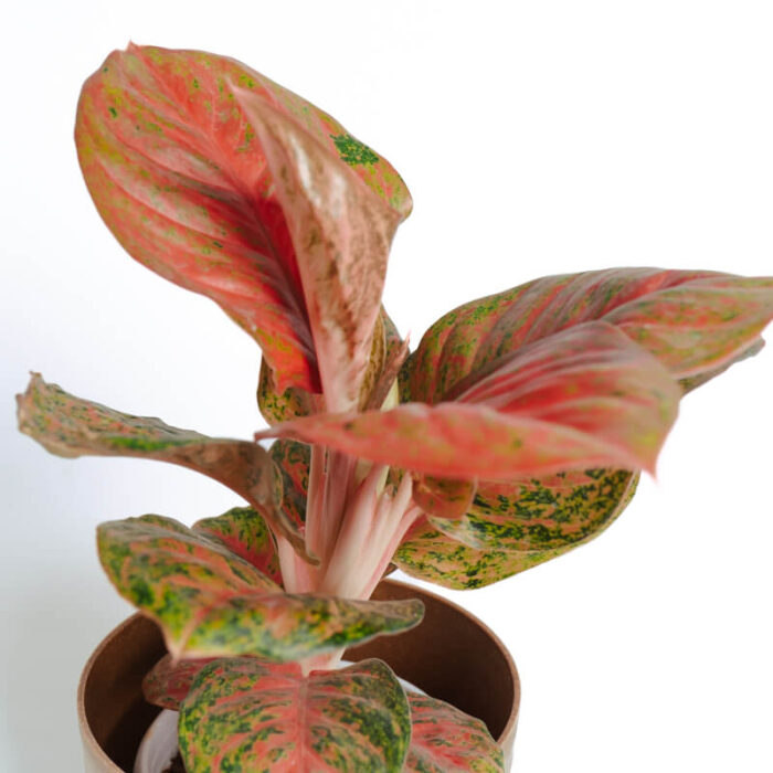 PLANTS- SET-01 004 DSCF4390 PLANTS- SET-01 004 DSCF4390