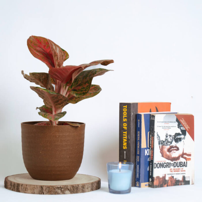 PLANTS- SET-01 005 DSCF4397 PLANTS- SET-01 005 DSCF4397