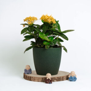 Ixora Yellow