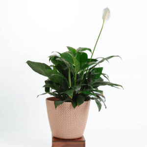Peace Lily