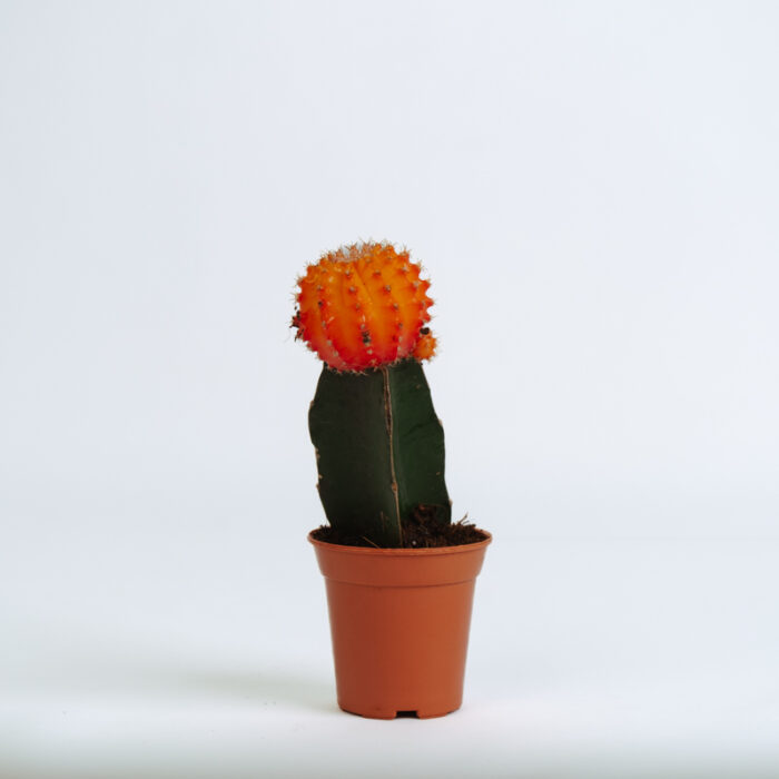 PLANTS- SET-01 020 DSCF4440 PLANTS- SET-01 020 DSCF4440