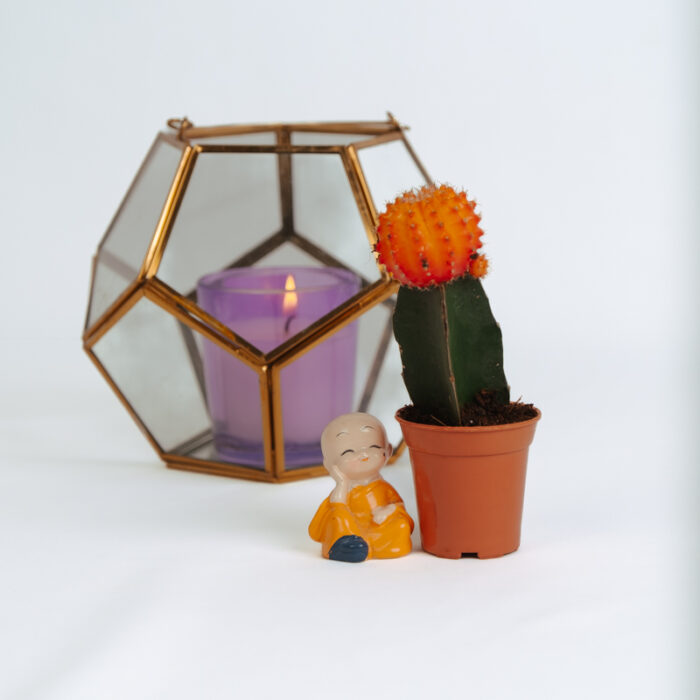 PLANTS- SET-01 021 DSCF4443 PLANTS- SET-01 021 DSCF4443