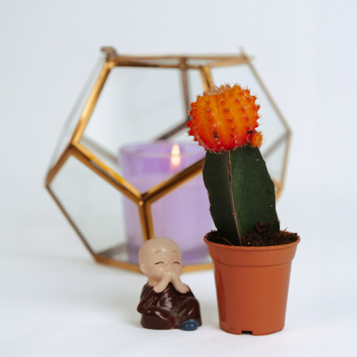 PLANTS- SET-01 022 DSCF4446 PLANTS- SET-01 022 DSCF4446