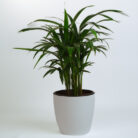 PLANTS- SET-01 023 DSCF4448