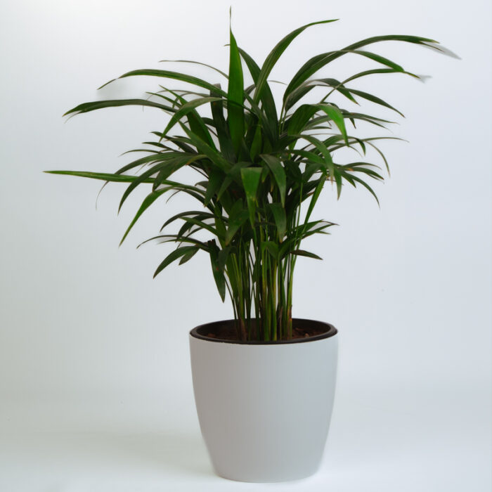 PLANTS- SET-01 023 DSCF4448 PLANTS- SET-01 023 DSCF4448