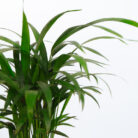 PLANTS- SET-01 024 DSCF4451