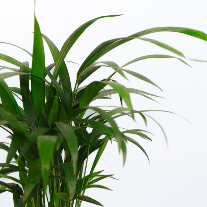 PLANTS- SET-01 024 DSCF4451 PLANTS- SET-01 024 DSCF4451