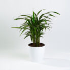 PLANTS- SET-01 025 DSCF4455