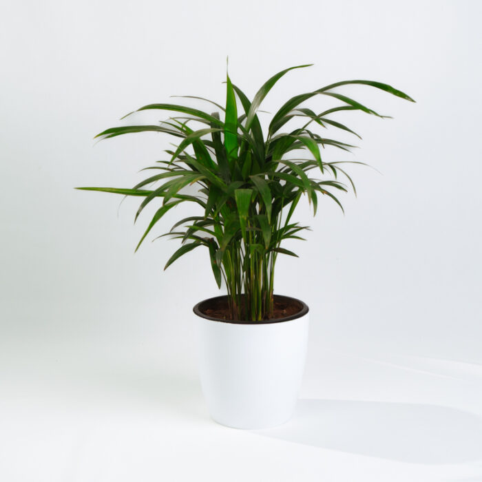 PLANTS- SET-01 025 DSCF4455 PLANTS- SET-01 025 DSCF4455