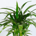 PLANTS- SET-01 026 DSCF4457