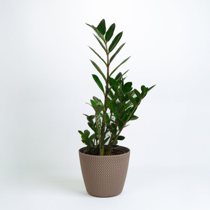 PLANTS- SET-01 029 DSCF4472 PLANTS- SET-01 029 DSCF4472