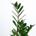 PLANTS- SET-01 030 DSCF4473