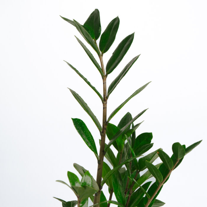 PLANTS- SET-01 030 DSCF4473 PLANTS- SET-01 030 DSCF4473