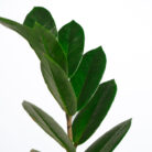 PLANTS- SET-01 031 DSCF4477