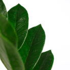 PLANTS- SET-01 032 DSCF4478