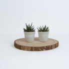 PLANTS- SET-01 035 DSCF4484