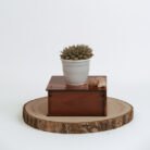 PLANTS- SET-01 039 DSCF4496