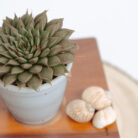 PLANTS- SET-01 040 DSCF4502