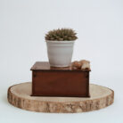 PLANTS- SET-01 041 DSCF4505