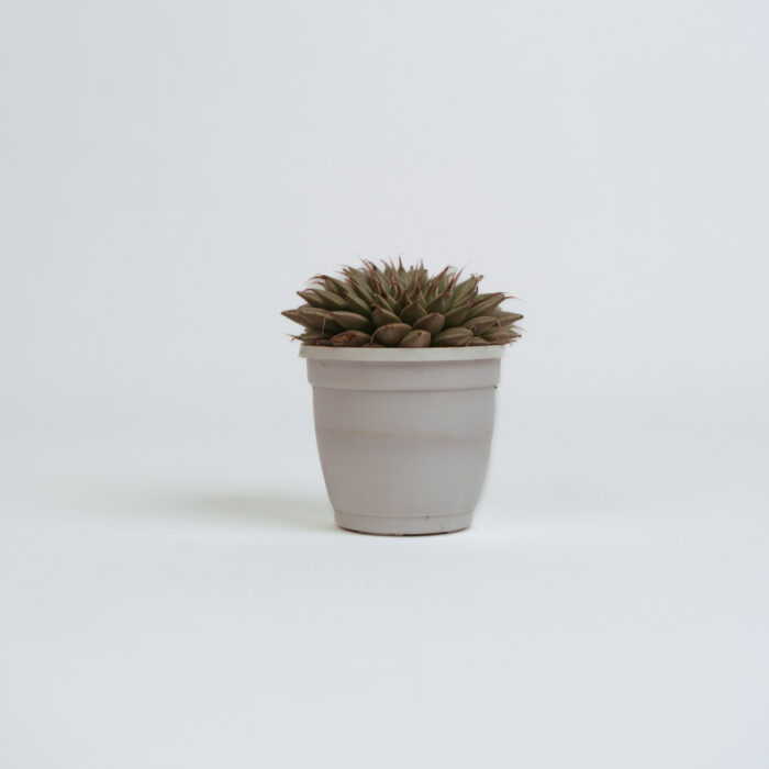 PLANTS- SET-01 042 DSCF4507 PLANTS- SET-01 042 DSCF4507