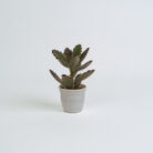 PLANTS- SET-01 043 DSCF4514