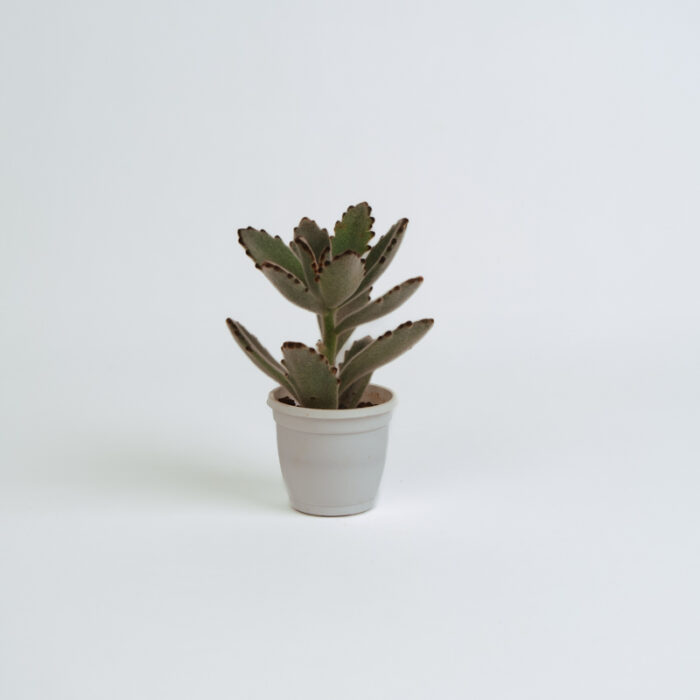 PLANTS- SET-01 043 DSCF4514 PLANTS- SET-01 043 DSCF4514