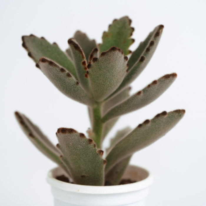 PLANTS- SET-01 044 DSCF4517 PLANTS- SET-01 044 DSCF4517