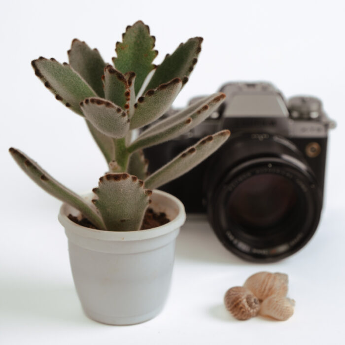 PLANTS- SET-01 045 DSCF4522 PLANTS- SET-01 045 DSCF4522