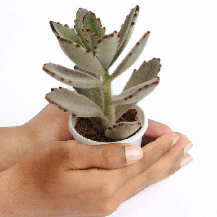 PLANTS- SET-01 046 DSCF4525 PLANTS- SET-01 046 DSCF4525