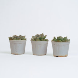 Succulent