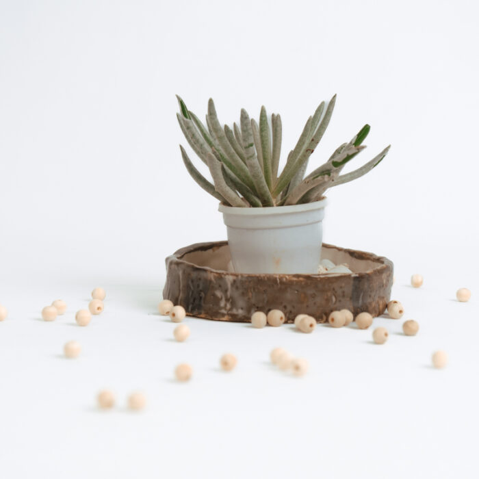 PLANTS- SET-01 052 DSCF4544 PLANTS- SET-01 052 DSCF4544