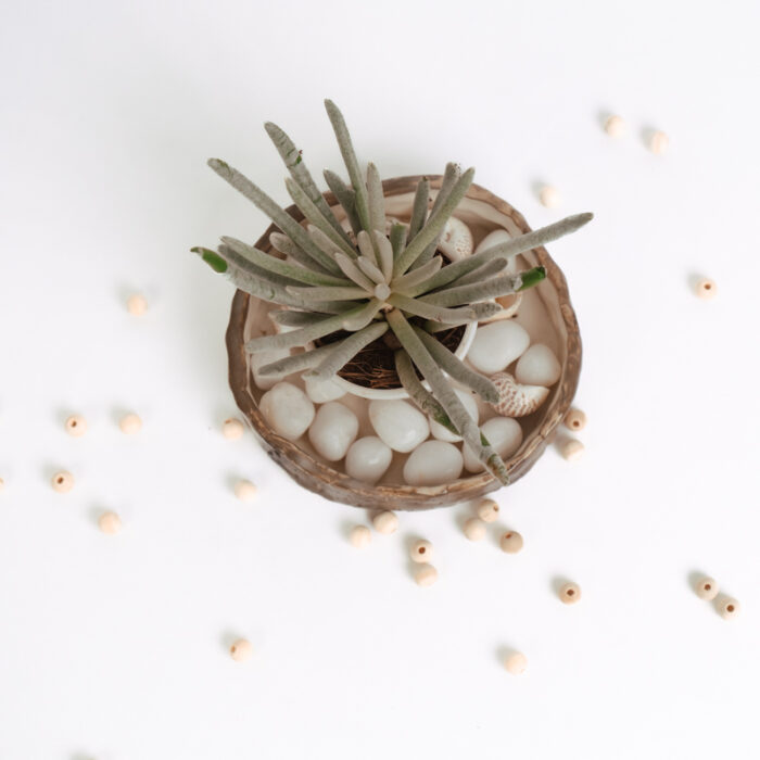 PLANTS- SET-01 053 DSCF4546 PLANTS- SET-01 053 DSCF4546