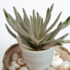 PLANTS- SET-01 054 DSCF4552