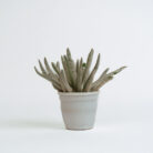 PLANTS- SET-01 055 DSCF4556