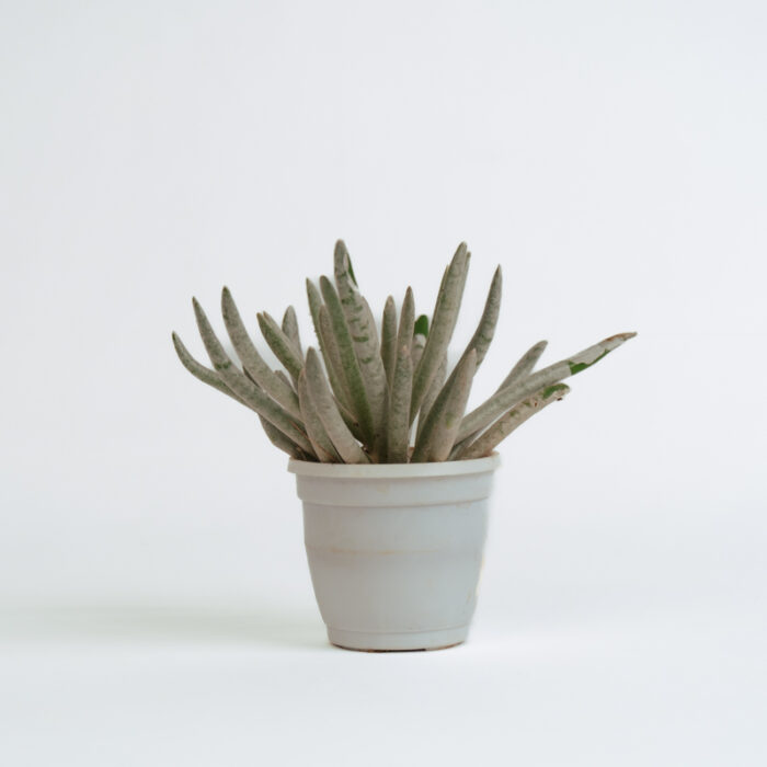 PLANTS- SET-01 055 DSCF4556 PLANTS- SET-01 055 DSCF4556