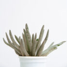 PLANTS- SET-01 056 DSCF4560