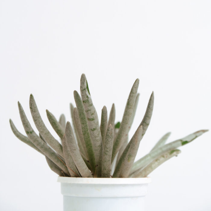 PLANTS- SET-01 056 DSCF4560 PLANTS- SET-01 056 DSCF4560