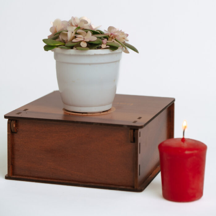 PLANTS- SET-01 058 DSCF4564 PLANTS- SET-01 058 DSCF4564