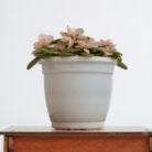 PLANTS- SET-01 059 DSCF4566