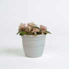 PLANTS- SET-01 061 DSCF4570