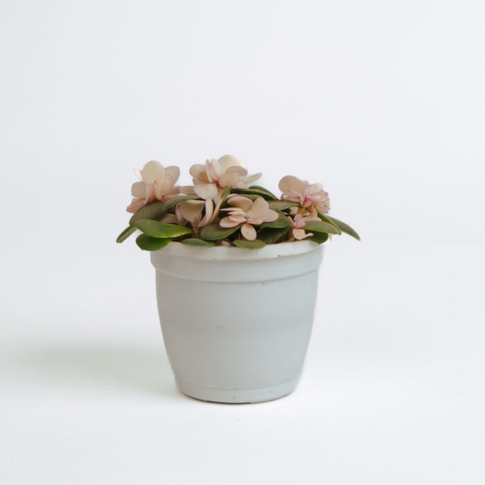 PLANTS- SET-01 061 DSCF4570 PLANTS- SET-01 061 DSCF4570