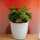 PLANTS- SET-01 062 DSCF4574