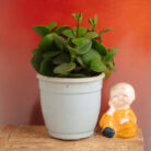 PLANTS- SET-01 063 DSCF4576