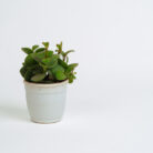 PLANTS- SET-01 064 DSCF4578