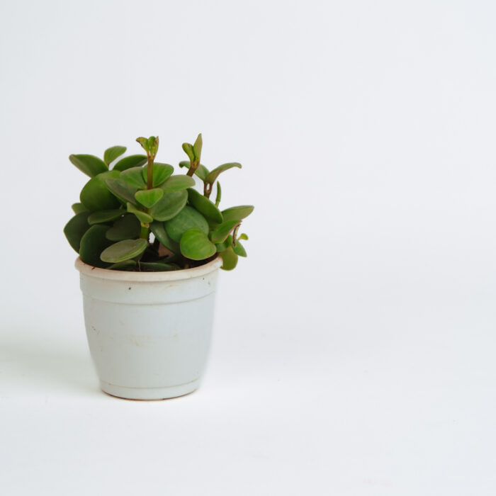 PLANTS- SET-01 064 DSCF4578 PLANTS- SET-01 064 DSCF4578