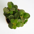 PLANTS- SET-01 065 DSCF4581